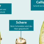 Und eine wissenschaftliche Studie der FH Münster bestätigt: Der Schnitt mit dem Calligraphen sichert ein konstantes Schneideergebnis und schont nachhaltig die Haarspitze.